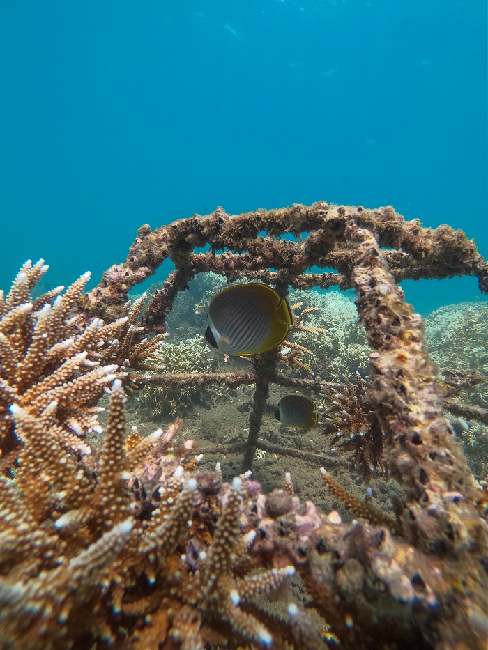 Các khung san hô cấy ghép bên cạnh rạn san hô tự nhiên không ngừng phát triển thu hút thêm nhiều sinh vật biển mới lạ.